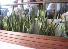 Kwikfynd Indoor Planting
ringarooma