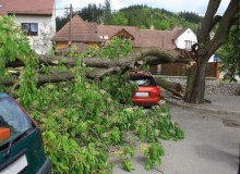 Kwikfynd Tree Cutting Services
ringarooma