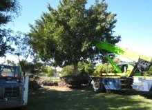 Kwikfynd Tree Management Services
ringarooma