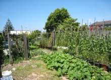 Kwikfynd Vegetable Gardens
ringarooma